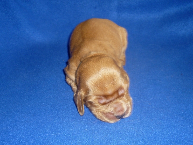 6. pejsek - tm. zelená.JPG